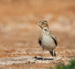 Kalanderleeuwerik, Calandra Lark, Melanocorypha calandra calandra