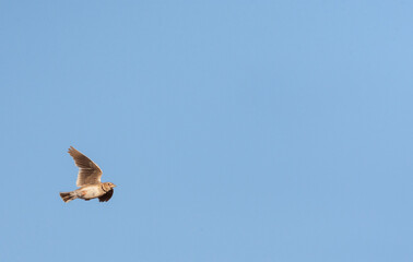 Kalanderleeuwerik, Calandra Lark, Melanocorypha calandra calandra
