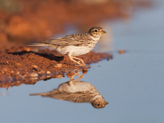 Kleine Kortteenleeuwerik, Lesser Short-toed lark, Alaudala rufescens