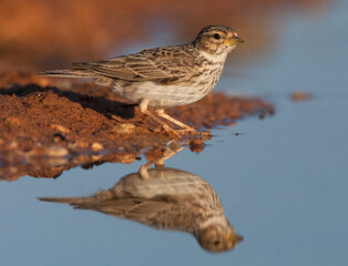 Kleine Kortteenleeuwerik, Lesser Short-toed Lark, Alaudala rufescens apetzii