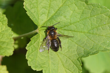 Female Chocolate mining bee or hawthorn bee (Andrena scotica) on a leaf. Family mining bees (Andrenidae). Spring, Dutch garden. May, Netherlands