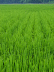 Midsummer rural rice paddies in Japan, beautiful green growing rice plants swaying in the wind.