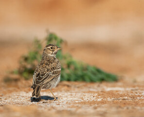 Kleine Kortteenleeuwerik, Lesser Short-toed Lark, Alaudala rufescens apetzii