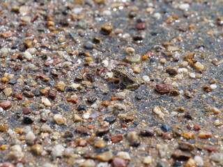 Small earth-colored frogs living near rice paddies in a farming village in summer	