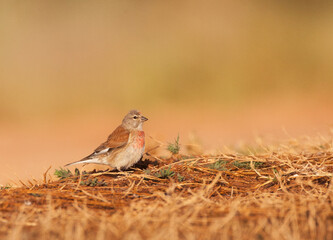 Kneu, Common Linnet, Carduelis cannabina