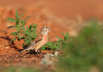 Kneu, Common Linnet, Carduelis cannabina