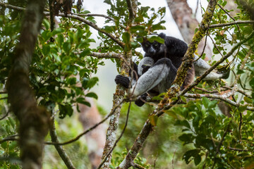 Indri - Indri indri, rain forest Madagascar east coast, Cute primate, Madagascar endemite. The largest lemur.