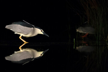 Kwak, Black-crowned Night Heron, Nycticorax nycticorax