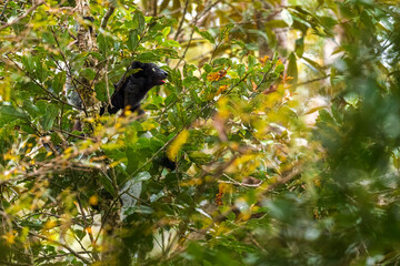 Indri - Indri indri, rain forest Madagascar east coast, Cute primate, Madagascar endemite. The largest lemur.