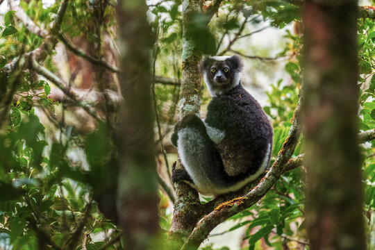 Indri - Indri indri, rain forest Madagascar east coast, Cute primate, Madagascar endemite. The largest lemur.