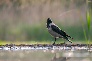 Bonte Kraai, Hooded Crow, Corvus cornix