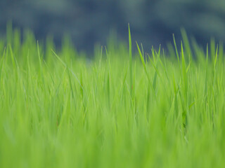 Midsummer rural rice paddies in Japan, beautiful green growing rice plants swaying in the wind.	
