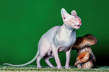 A grey sphinx cat sitting on green background.