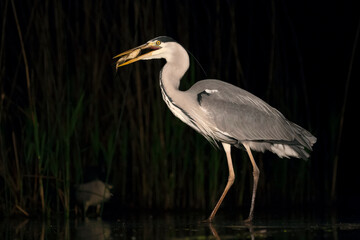 Blauwe Reiger, Grey Heron, Ardea cinerea