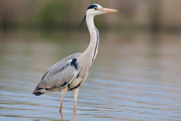 Blauwe Reiger, Grey Heron, Ardea cinerea