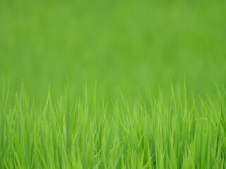 Midsummer rural rice paddies in Japan, beautiful green growing rice plants swaying in the wind.	
