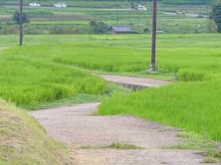 A single path in the rice paddies of a Japanese farming village in midsummer.	