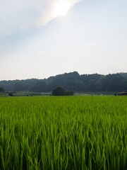 Fototapeta premium Japan, rural countryside in mid-summer, with large amounts of green growing rice plants in the vicinity. 