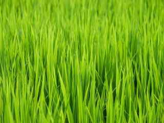 Fototapeta na wymiar Midsummer rural rice paddies in Japan, beautiful green growing rice plants swaying in the wind. 