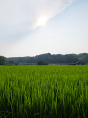 Fototapeta premium Japan, rural countryside in mid-summer, with large amounts of green growing rice plants in the vicinity. 