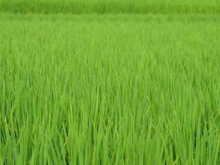 Japan, rural countryside in mid-summer, with large amounts of green growing rice plants in the vicinity.	
