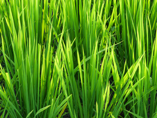 Midsummer rural rice paddies in Japan, beautiful green growing rice plants swaying in the wind.	
