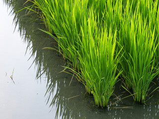Midsummer rural rice paddies in Japan, beautiful green growing rice plants swaying in the wind.	
