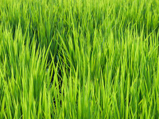 Fototapeta na wymiar Midsummer rural rice paddies in Japan, beautiful green growing rice plants swaying in the wind. 