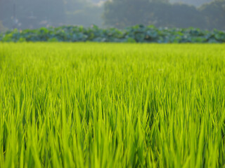 Obraz na płótnie Canvas Japan, rural countryside in mid-summer, with large amounts of green growing rice plants in the vicinity. 