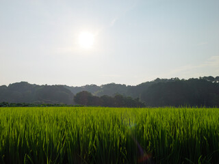 Japan, rural countryside in mid-summer, with large amounts of green growing rice plants in the...