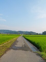 A single path in the rice paddies of a Japanese farming village in midsummer.	