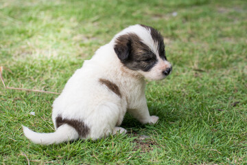 Naklejka na ściany i meble Thai puppy sitting on the grass
