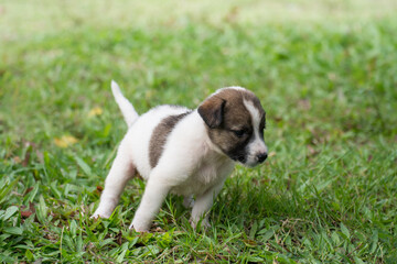 Thai puppy running on the grass