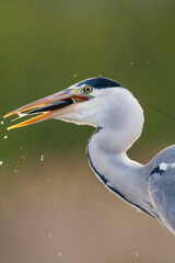 Blauwe Reiger, Grey Heron, Ardea cinerea