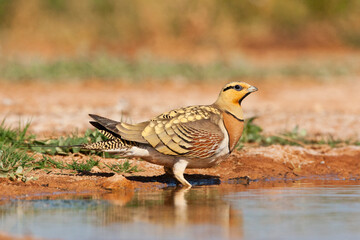Witbuikzandhoen, Pin-tailed Sandgrouse, Pterocles alchata