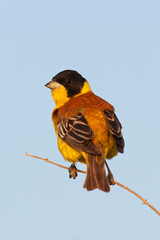 Zwartkopgors, Black-headed Bunting, Emberiza melanocephala