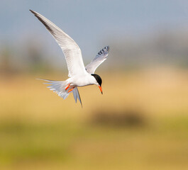 Common Tern, Sterna hirundo