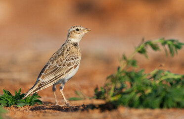 Kalanderleeuwerik, Calandra Lark, Melanocorypha calandra calandra