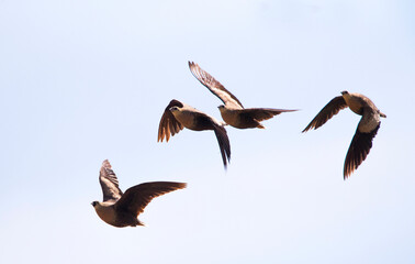 Madagaskarzandhoen, Madagascar Sandgrouse, Pterocles personatus