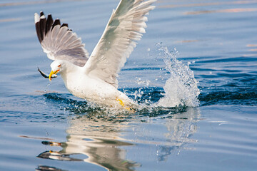 Yellow-legged Gull, Larus michahellis michahellis