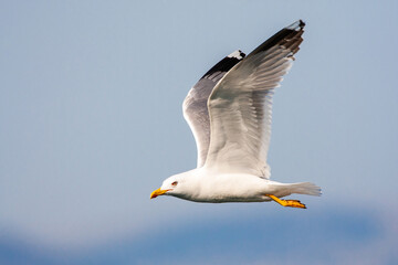 Yellow-legged Gull, Larus michahellis michahellis