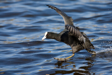 Eurasian Coot, Meerkoet, Fulica atra