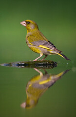 Groenling, European Greenfinch, Chloris chloris