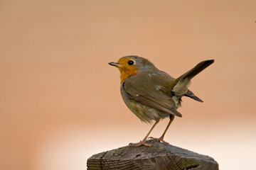 European Robin, Roodborst, Erithacus rubecula