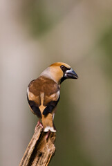 Appelvink, Hawfinch, Coccothraustes coccothraustes