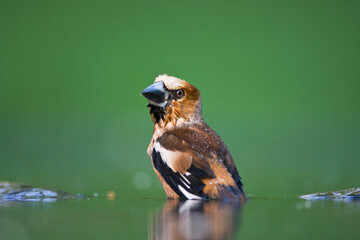 Appelvink, Hawfinch, Coccothraustes coccothraustes
