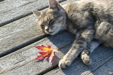 Red-yellow maple leaf and gray cat lie on a wooden pier