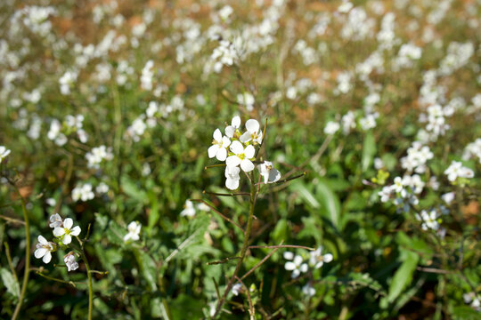 Wild white flower in field at spring. Variety: Diplotaxis erucoides