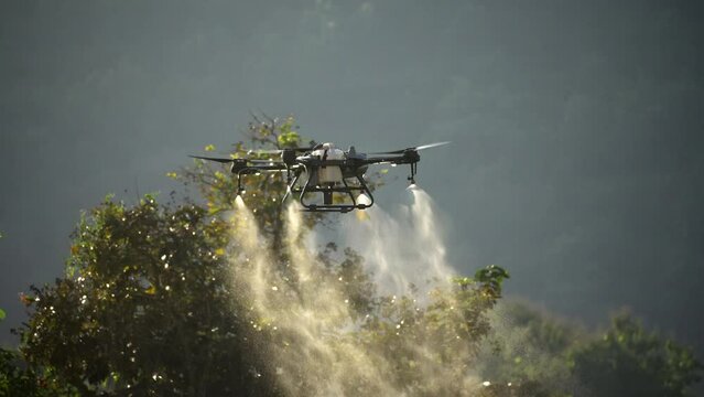 Drone spray chemical in orchard.