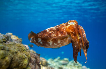 Cuttlefish on a coral reef in Philippines